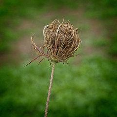 Wild Carrot Seedhead Wild Carrot Seedhead