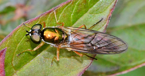 Soldier Fly. Chloromyia formosa
