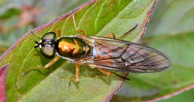 Soldier Fly. Chloromyia formosa