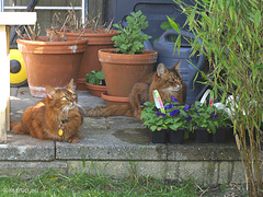 Under the birdhouse and close to the fence...