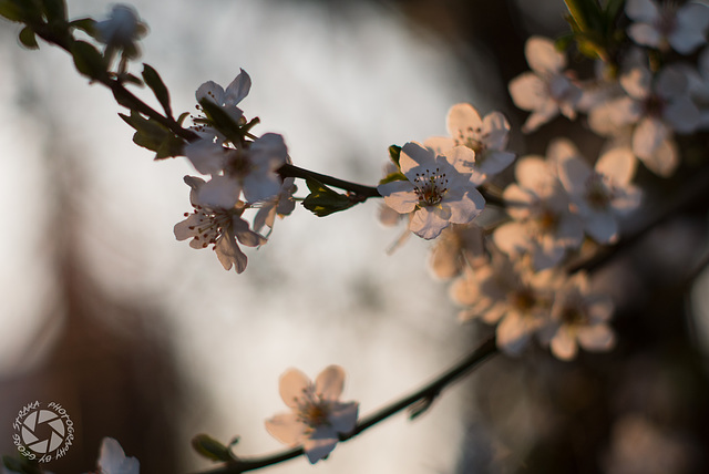 Frühling