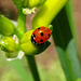 Seven Spot Ladybird (Coccinella septempunctata)
