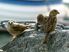 Norwegian passer domesticus