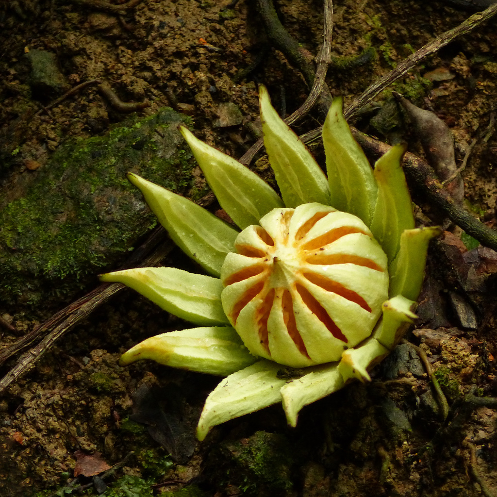 Autograph tree fruit, Gilpin Trace trail, Tobago, Day 2