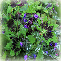 Jeu de feuillages - Pulmonaire et Geranium phaeum