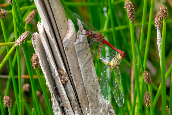 Ruddy Darter-DSA 8219