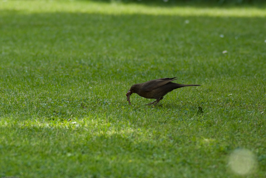Amsel im Garten