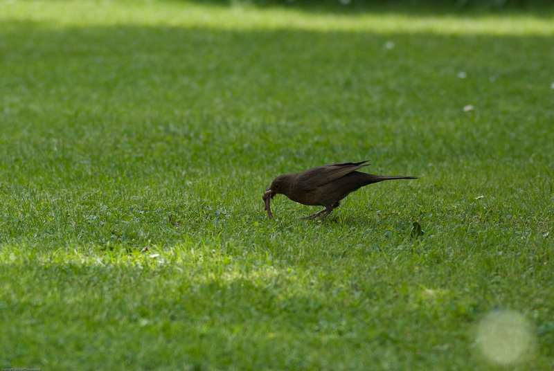 Amsel im Garten