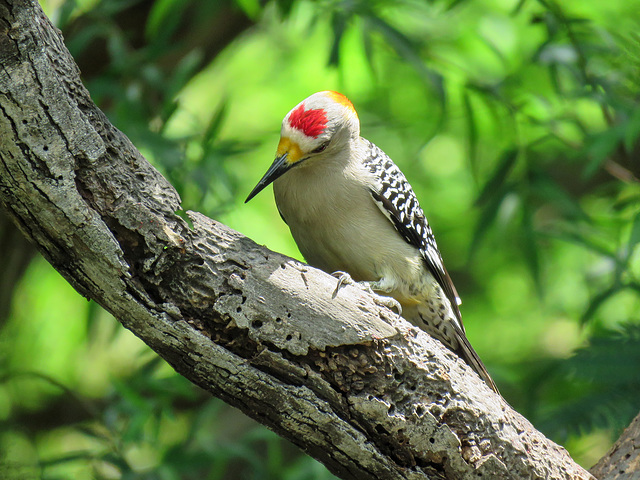 Day 6, Golden-fronted Woodpecker