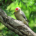 Day 6, Golden-fronted Woodpecker