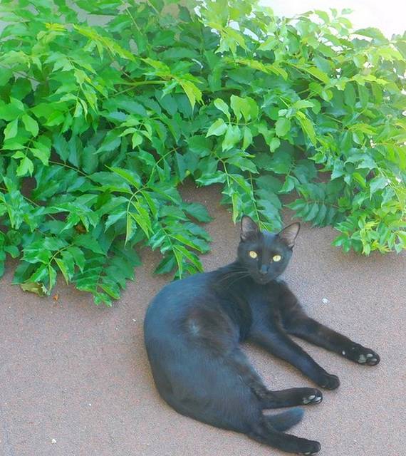 Lulu, le chat d'une voisine