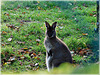 Wallaby au château de Beauregard (35)