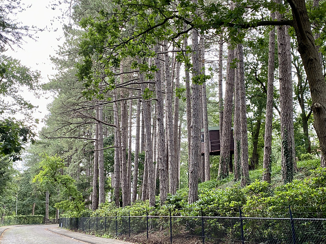 Trees and tree house