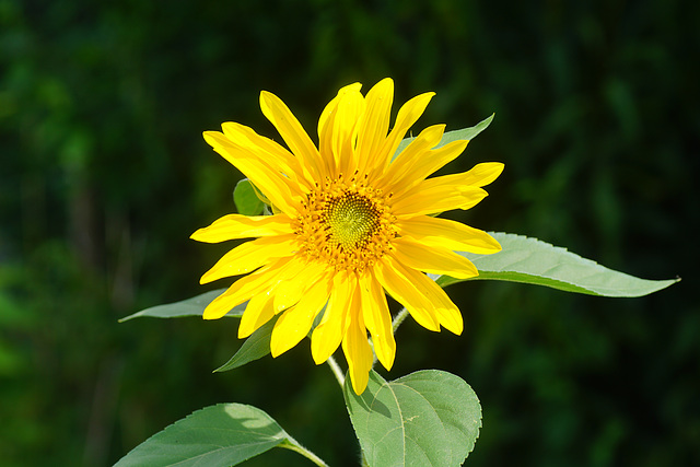 Miniatur-Sonnenblume