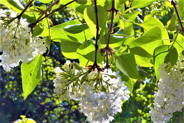 Underneath the white lilac