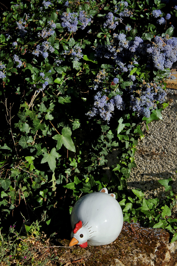 Ceanothus thyrsiflorus repens (1)