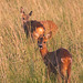 Roe deer family - late evening grazing