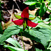 Nodding Trillium