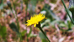 Weed similar to a dandelion