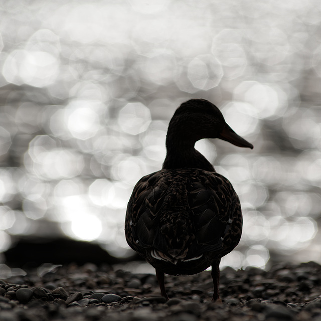 20231008_regensburg rundgang neu 300mm 2.8