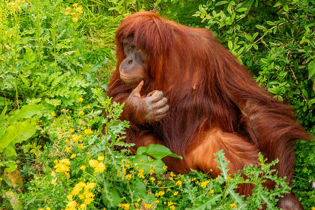 Orangutan