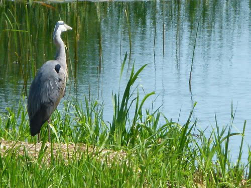 Parkwächter