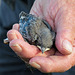 Baby Mountain Bluebird being banded