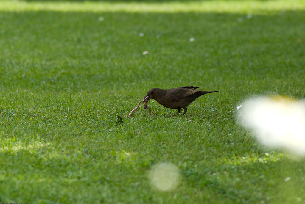 Amsel im Garten