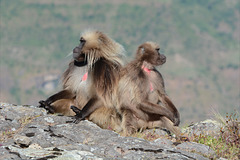 Ethiopia, Simien Mountains, Pair of Geladas Ethiopia, Simien Mountains, Pair of Geladas