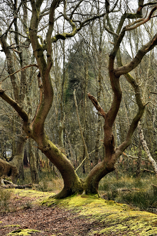 Arne ~ Dorset