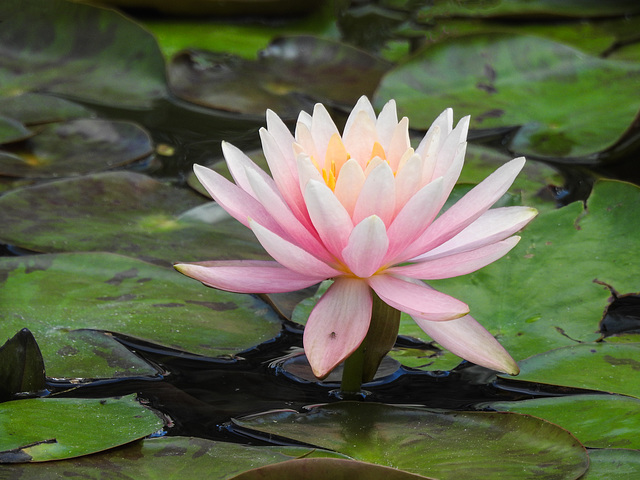 Day 6, Water Lily, National Butterfly Centre