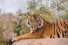 Tiger 2 (4)