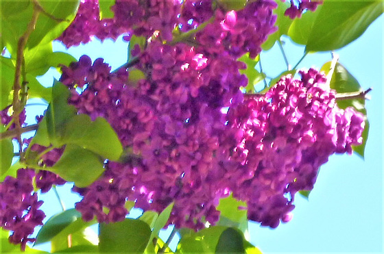 The dark purple lilac looks gorgeous in the sun