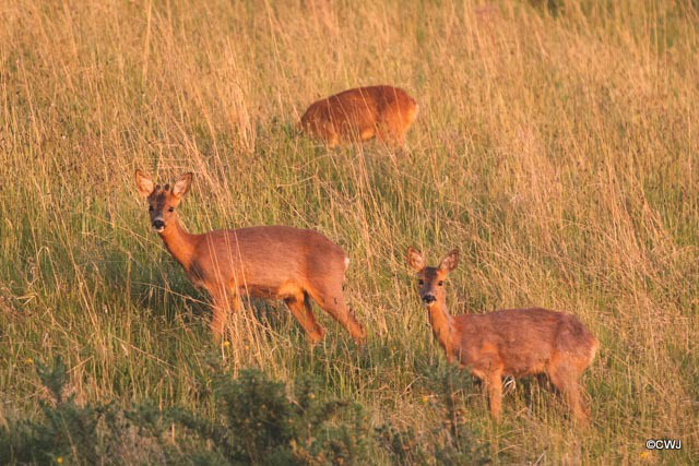 Roe deer family - late evening grazing