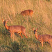 Roe deer family - late evening grazing