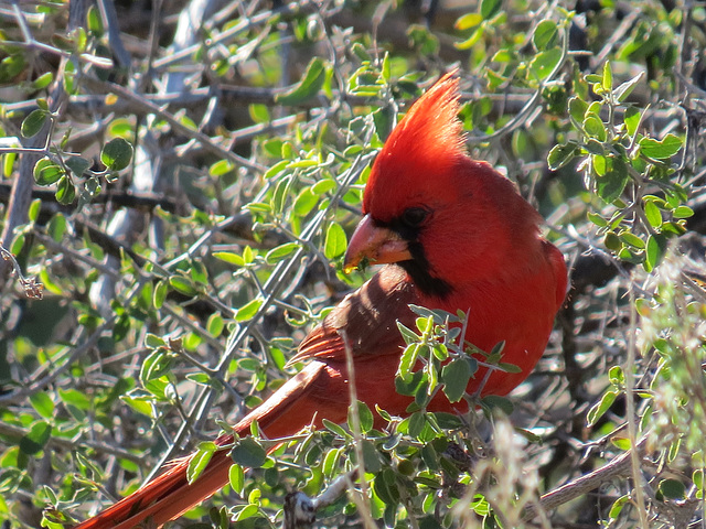 Northern Cardinal