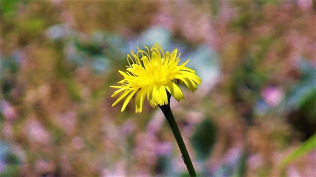 The yellow dandelion-like weed