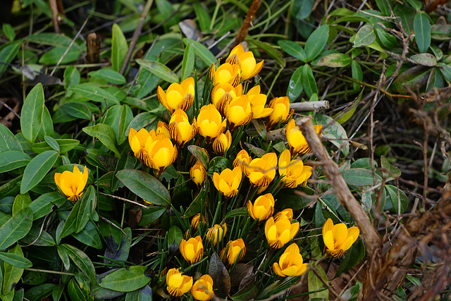 Krokusse in Hörden II