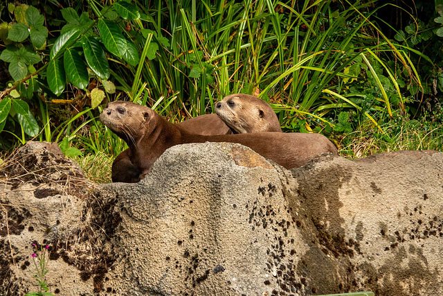 Giant otters