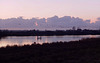 geese flight at dusk