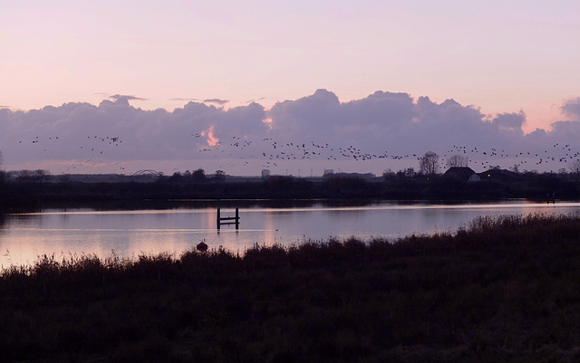 geese flight at dusk
