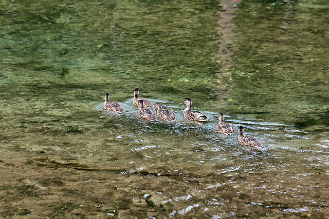 Entenfamilie