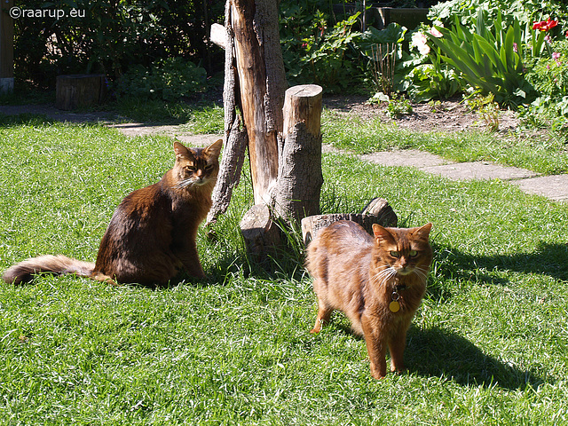 Somali cats in sunshine, 1