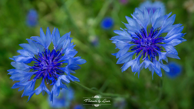 The Blues
