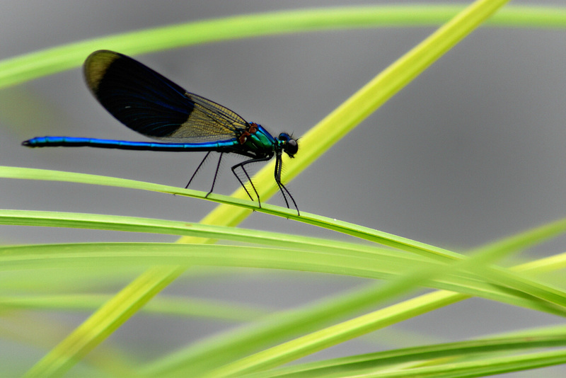 Calopteryx splendens