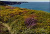 H. A. N. W. E.  everyone! North Cliffs, heather and gorse, this section sadly crumbled away these past 7 years! And a particularly favourite place too.