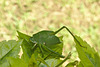 Cricket IMG_6077