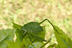 Cricket IMG_6077