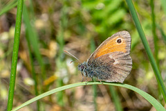 Small Heath-DSA 7256