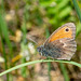 Small Heath-DSA 7256